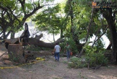 Por actos v�ndalicos debieron talar �rboles en la costanera de Patagones
