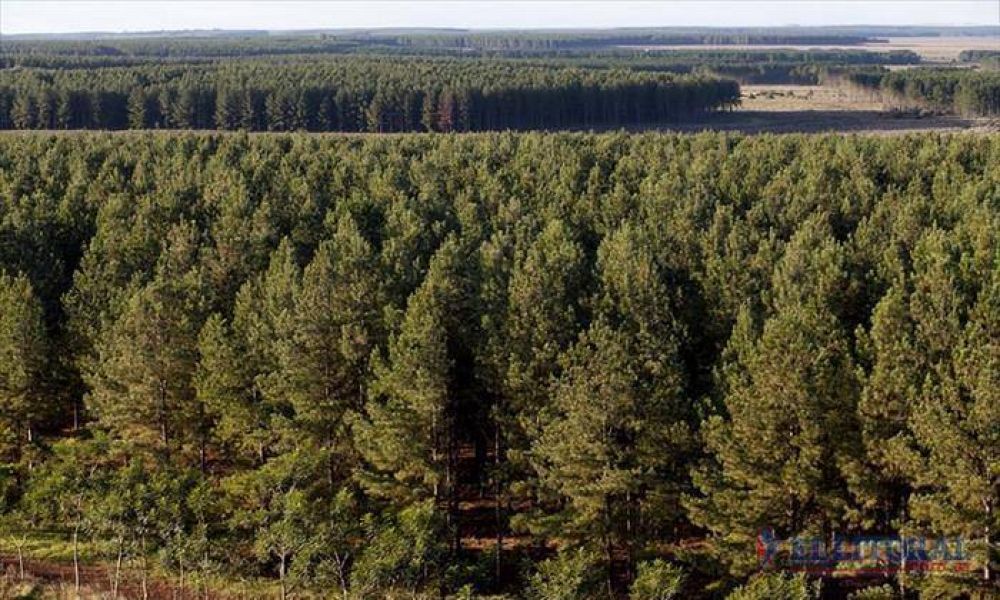 Durante 2016, Corrientes recibi cerca de $60 millones para planes forestales