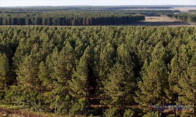 Durante 2016, Corrientes recibi� cerca de $60 millones para planes forestales
