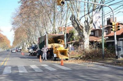 San Isidro finaliz� la campa�a de poda para proteger el arbolado