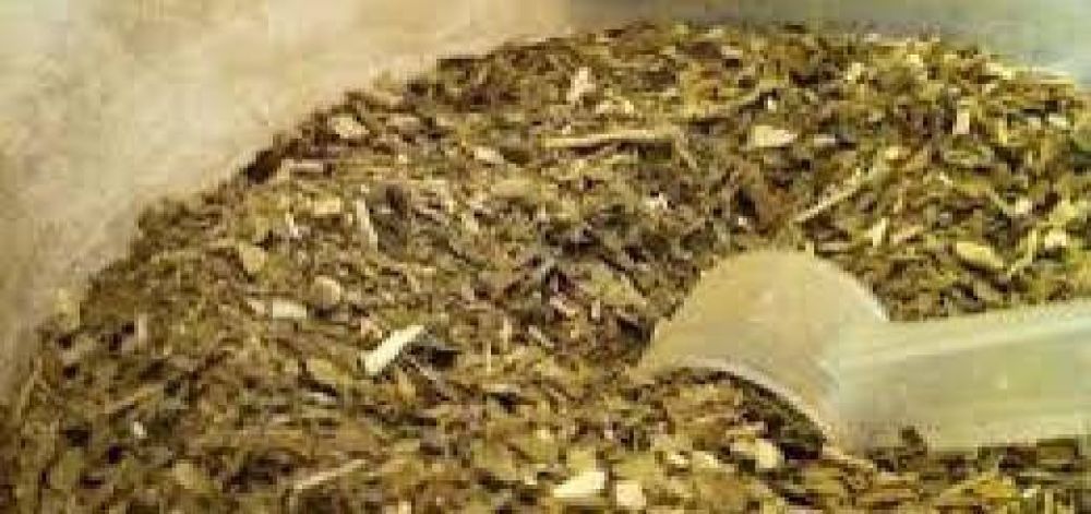Inspecciones del INYM ratifican el stock de yerba mate canchada 