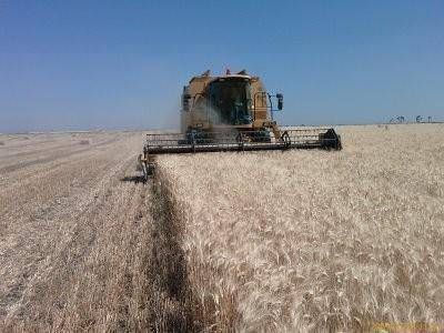 La producci�n de trigo en Entre R�os creci� un 54 por ciento 