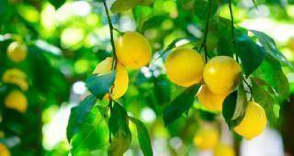El vivero de ctricos ms grande del mundo producir limones para exportar a EEUU