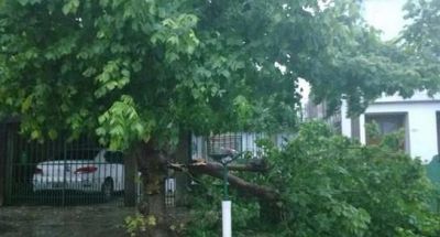 �rboles ca�dos y cortes de luz despu�s de la tormenta