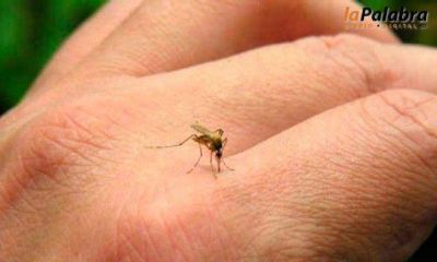 Salud reitera medidas para prevenir las enfermedades del dengue, el zika y el chikungunya