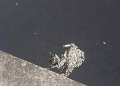 Alerta por peces muertos en el Luj�n
