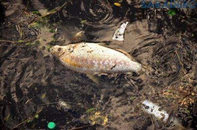 Mortandad de peces. Comunicado de Gesti�n Ambiental