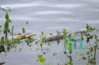 Gonz�lez: �Yo no descarto ning�n tipo de causa que pueda haber provocado la mortandad de peces�