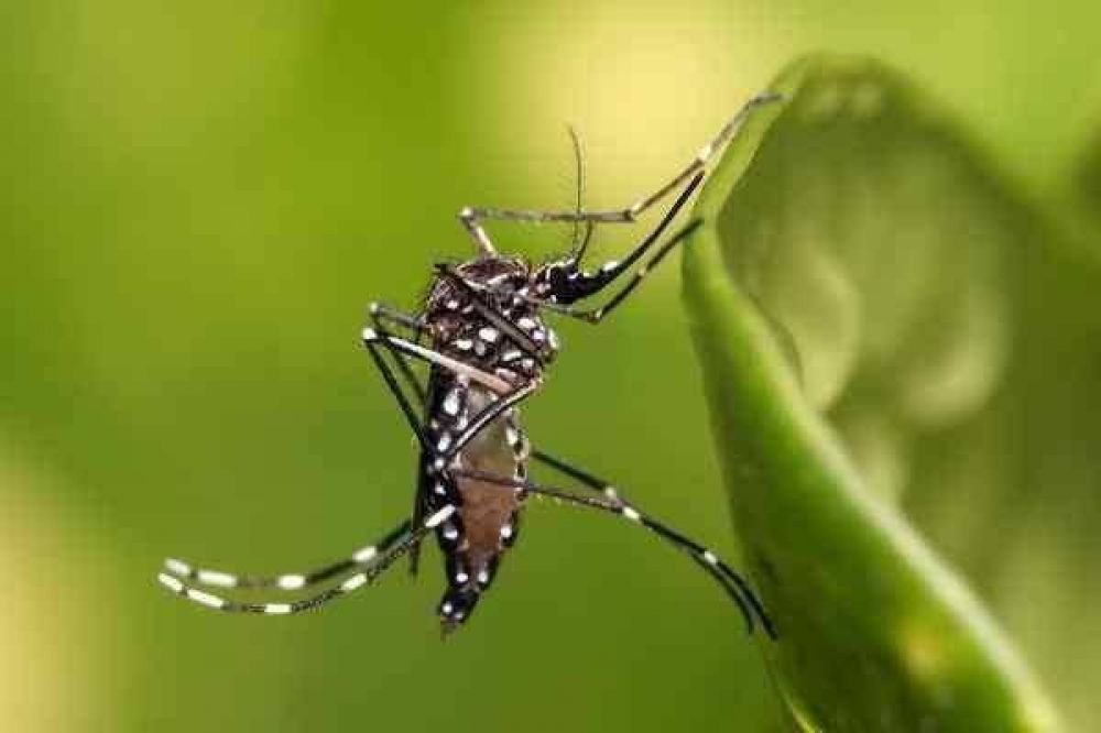 Intensifican la campaa para prevenir dengue y zika