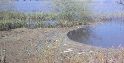 Preocupa la aparici�n de peces muertos en la costa