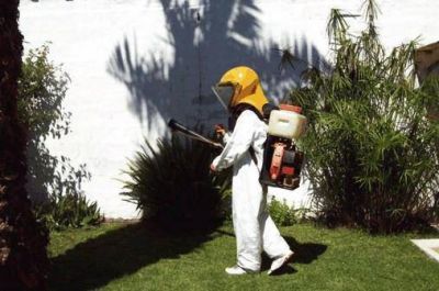 Encontraron larvas del mosquito transmisor del dengue