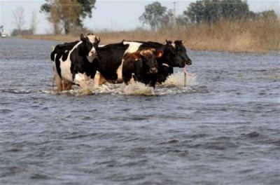  Por las inundaciones, los campos salte�os recibir�n vacas cordobesas