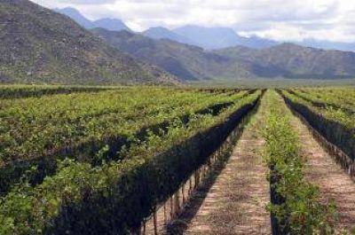 La producción de vinos se concentra y cada vez hay más tierras en menos manos
