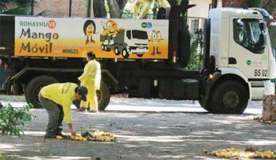 El mango: una bendici�n transformada en basura