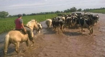 Lluvias: C�rdoba y Santa Fe pierden 1,8 millones de litros de leche por d�a