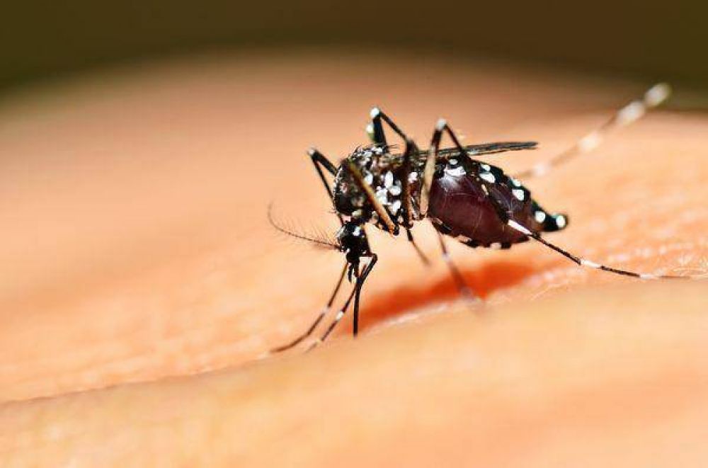 Recomendaciones para prevenir el mosquito del Dengue, Zika y Chikungua