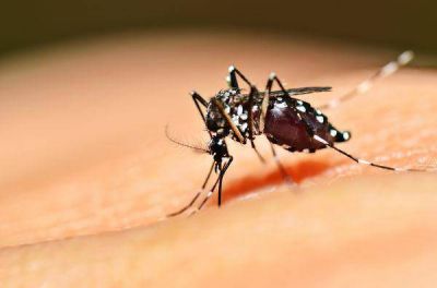 Recomendaciones para prevenir el mosquito del Dengue, Zika y Chikungu�a