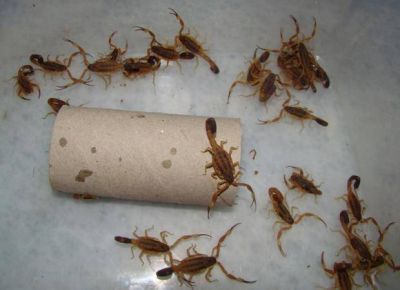 Piden extremar cuidados ante ataque de alacranes