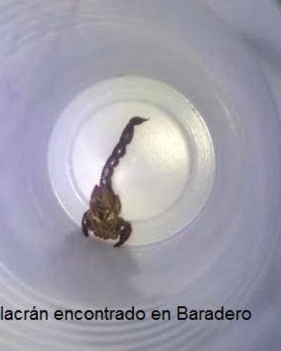 Bogliolo: �hay alacranes en la ciudad�