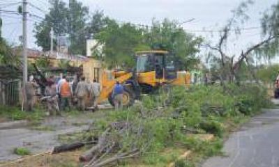 El da�o ambiental que dej� el temporal: miles de �rboles ca�dos