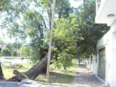�rbol sobre una casa