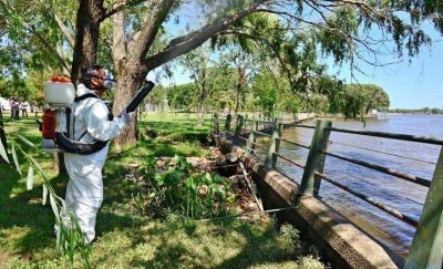 San Fernando trabaja contra mosquitos y �mariposas negras� y pide precauciones