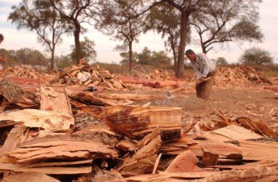 Las tierras devueltas en Salta Forestal se usar�n en proyectos ganaderos