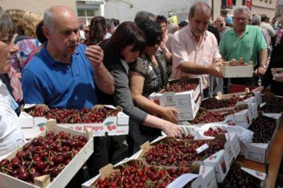 La producci�n de cerezas est� cercana a los 2,5 millones de kg.