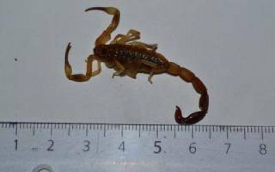 Encuentran alacranes en Mercedes