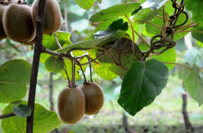 Productores marplatenses obtendrán el primer sello de calidad por frutas y hortalizas libres de residuos de agrotóxicos