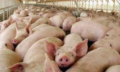  Estudian posibles casos de triquinosis en territorio riojano
