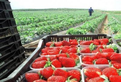 Contin�an las gestiones para eliminar aranceles de exportaci�n de la frutilla tucumana a EE UU