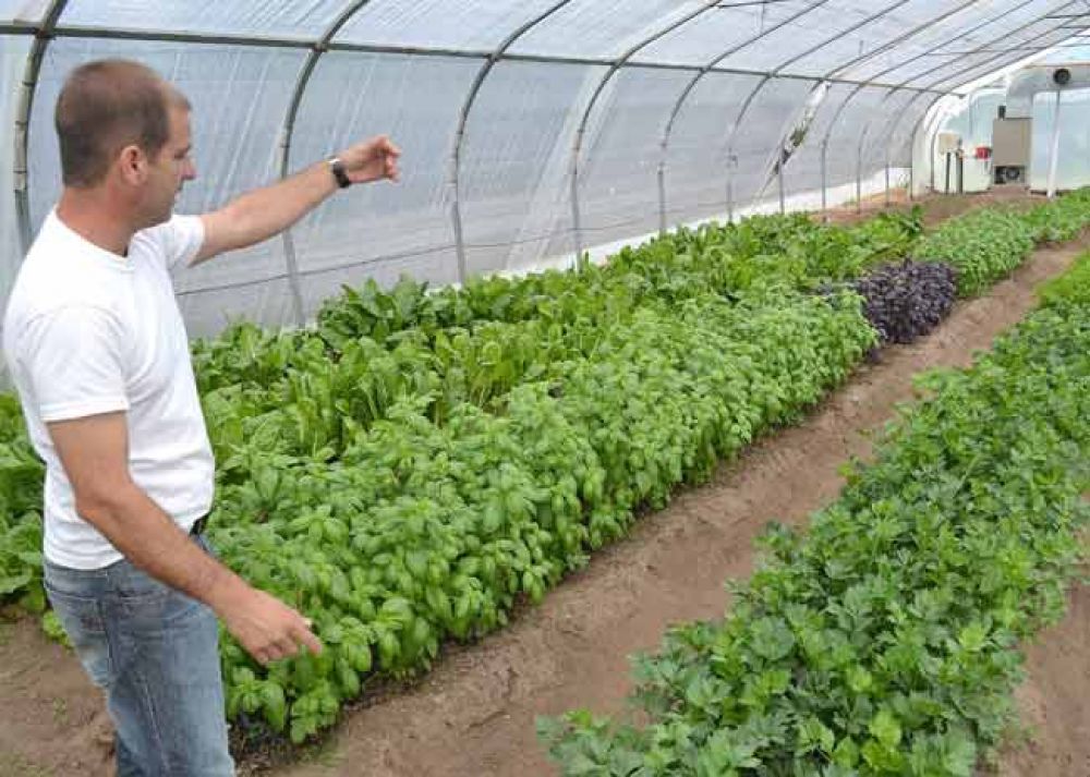 En 2017 Pro Huerta impulsar la generacin de semillas locales