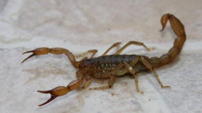Santiago del Estero entre las provincias con m�s picaduras de alacranes