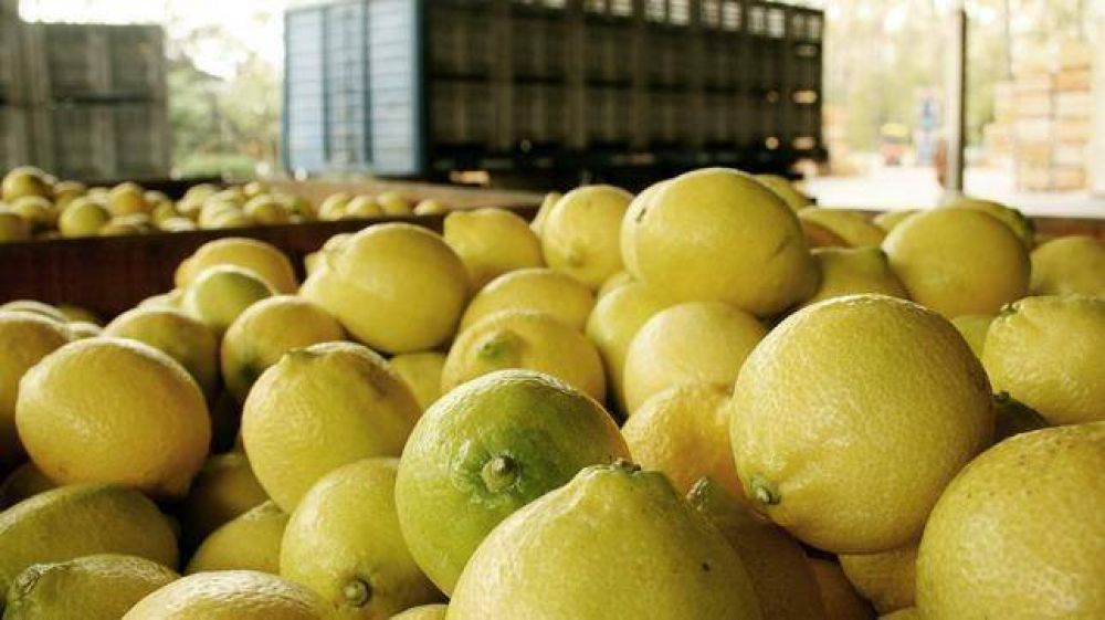 Estados Unidos suspendi por 60 das la importacin de limones