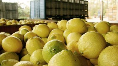 Estados Unidos suspendi� por 60 d�as la importaci�n de limones