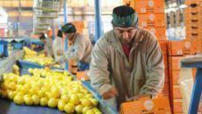 Manzur quiere el lim�n en los EEUU: 