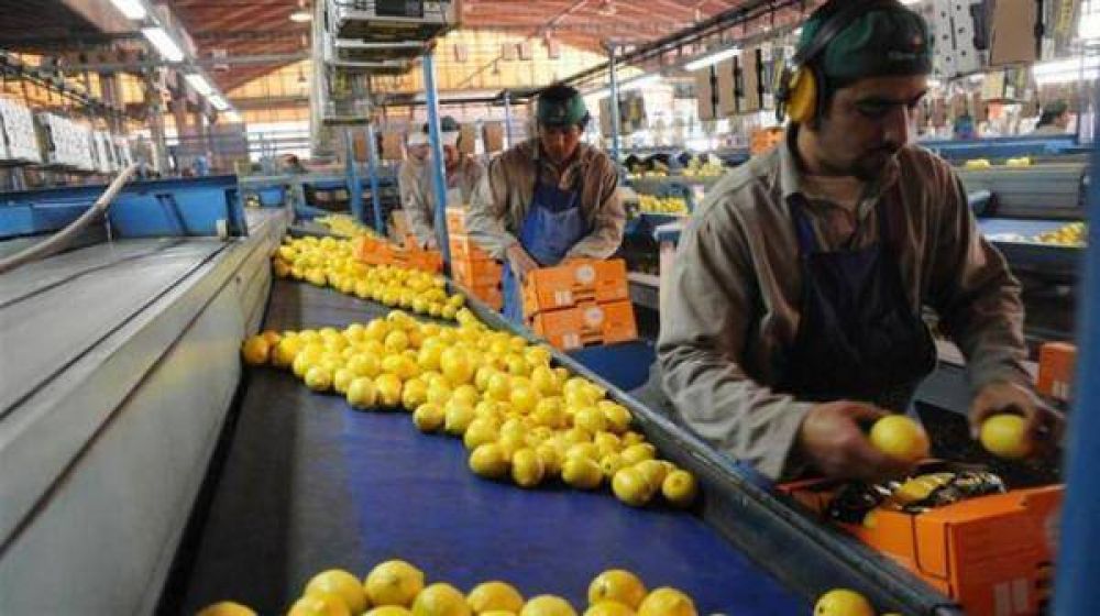 Tras la suspensin de la importacin de limones a EE.UU. caen las acciones de la frutcola San Miguel