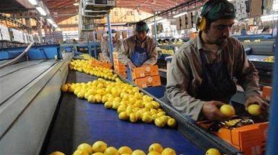 Tras la suspensi�n de la importaci�n de limones a EE.UU. caen las acciones de la frut�cola San Miguel