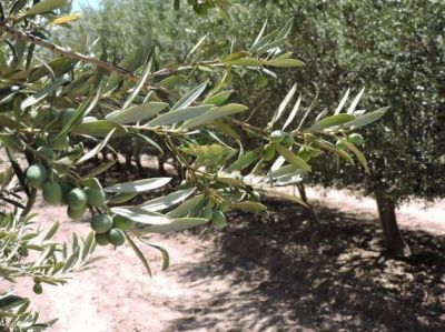 Sol Puntano prepara una cosecha de 7.000 kilos de aceitunas