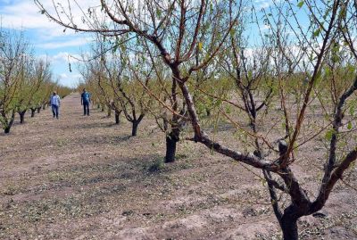 Fuerte competencia de productos chilenos con los que vende Mendoza