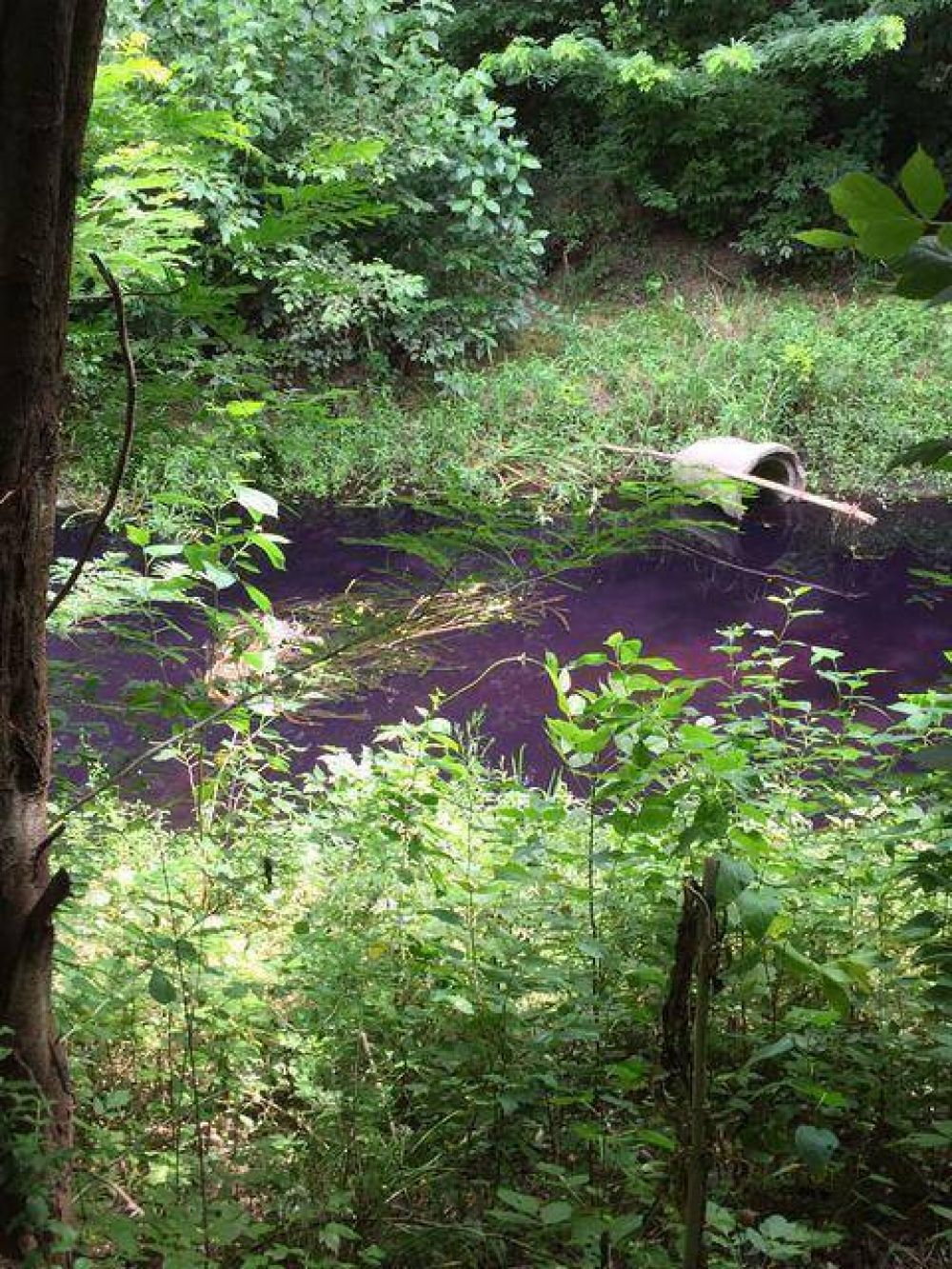 Preocupacin en Lujn: El arroyo Gutirrez amaneci violeta