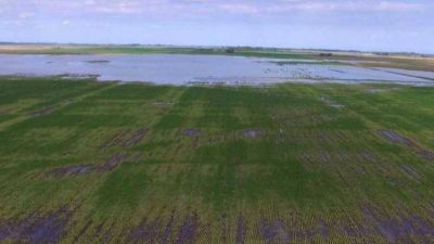 Estiman $ 375 millones de p�rdidas en la cuenca lechera del nordeste de C�rdoba
