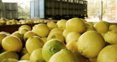 Relativizan el impacto de la suspensi�n de exportar limones a Estados Unidos