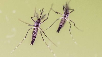 El zika se suma a la lista de enfermedades infecciosas que se deben notificar