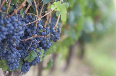 Salta si puede exportar sus vinos a Bolivia