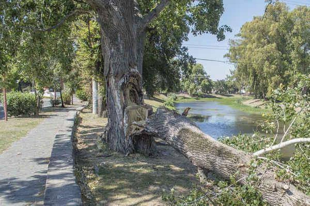 CORTE DE RAMAS DE �RBOLES CON RIESGO DE CAER, EN LA COSTANERA