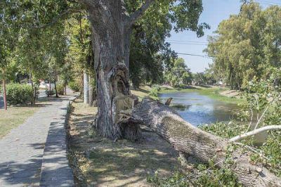 CORTE DE RAMAS DE �RBOLES CON RIESGO DE CAER, EN LA COSTANERA