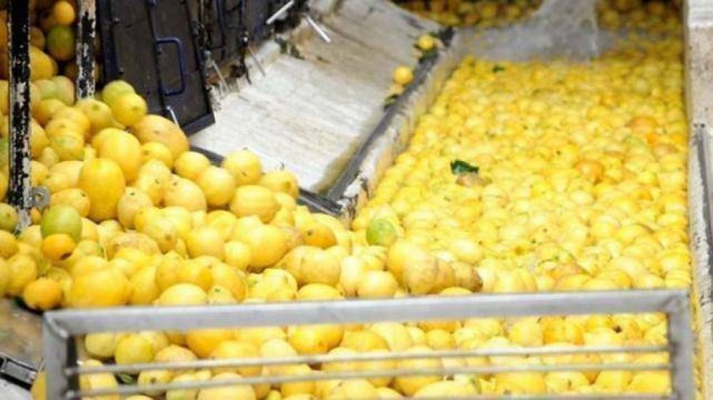 Esperan que los limones tucumanos ingresen a Brasil este a�o