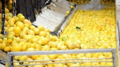 Esperan que los limones tucumanos ingresen a Brasil este a�o